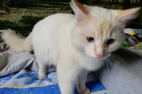 Найдена кошка, Нижний Тагил, фото: Найдена кошка, Смычка, Нижний Тагил — ласковый кот с голубыми глазами