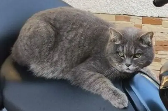 Пропала кошка, Бременская, д. 35, Краснодар — шотландский прямоухий - photo