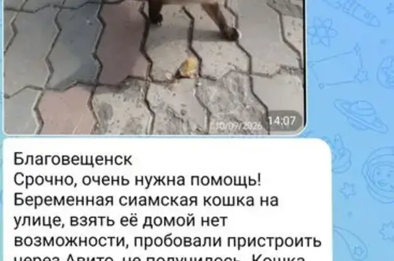 Найдена кошка, Благовещенск, фото: Найдена кошка, Blagoveshchensk, 50 лет Октября, Благовещенск — сиамская и ласковая