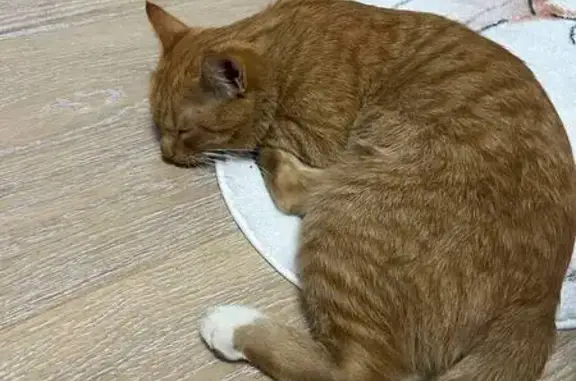 Найдена кошка, Истра, фото: Найдена кошка, Деревня Борзые (г Истра), Невская, д. 703, Истра — рыжий кот с коротким хвостом