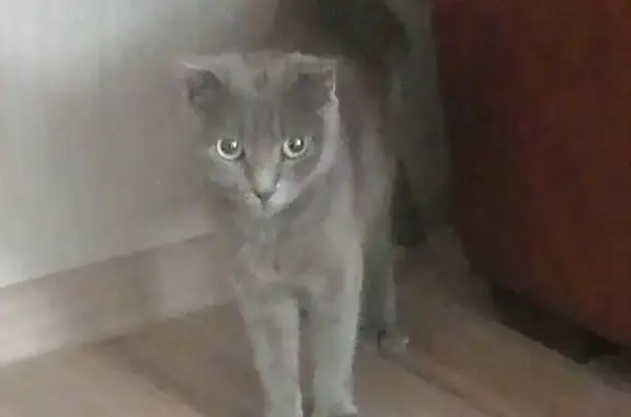 Найдена кошка, Таганрог, фото: Найдена кошка, 1-я Котельная, д. 23, Таганрог — похожа на британца