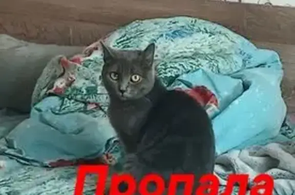 Пропала кошка, Полысаево, Белгородская, д. 1А, Полысаево — тёмно-серая, с чёрным ошейником - photo