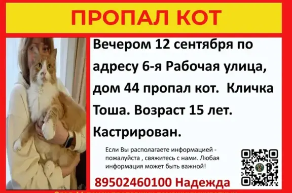 Кошки потеряшки, Кострома, фото: Потеряшка кошка, Рабочая 6-я, Кострома — самец