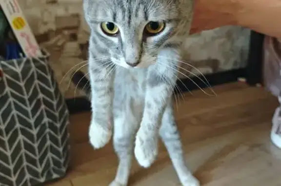 Найдена кошка, Астрахань, фото: Найдена кошка, Вагнера, д. 23, Астрахань — серая