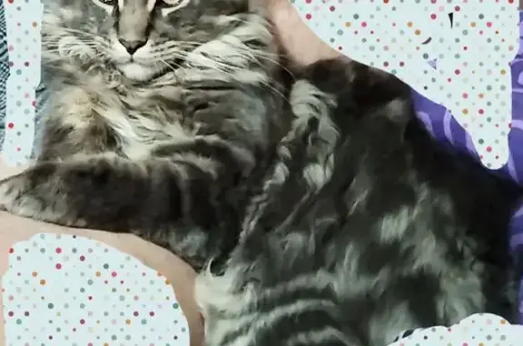Кот, зовут Гриша, на шее ошейник от блох и клещей серого цвета.