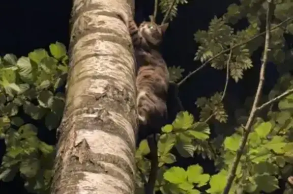 Найдена кошка, Одинцово, фото: Найдена кошка, Деревня Шульгино (г Одинцово), Рублевский, д. 4А, Одинцово — как на фотографии