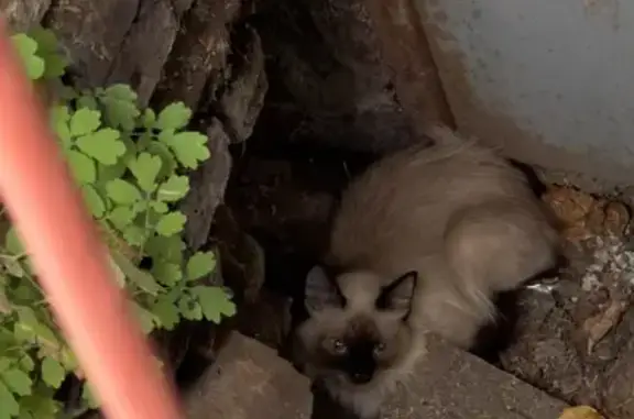 Найдена кошка, Красноярск, фото: Найдена кошка, Район Кировский (г Красноярск), Затонская, д. 1, Красноярск — кошка или кот породы рэгдолл