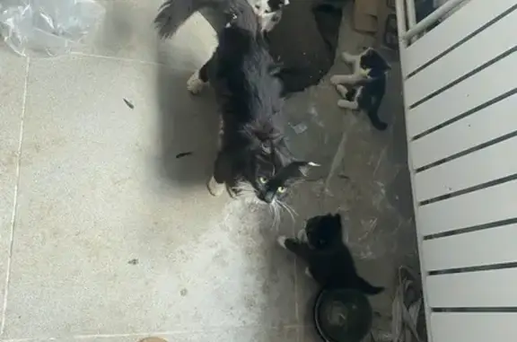 Найдена кошка, Чита, фото: Найдена кошка, Чита — рядом 4 котёнка