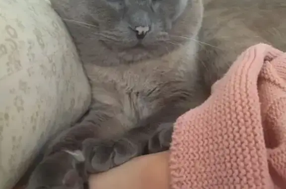 Пропала кошка, Чкалова, д. 27а, Ставрополь — тайский кот с голубыми глазами - photo