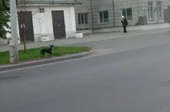 Найдена собака, Томск, фото: Найдена собака, Пушкина, Томск — с ошейником, выглядит домашней