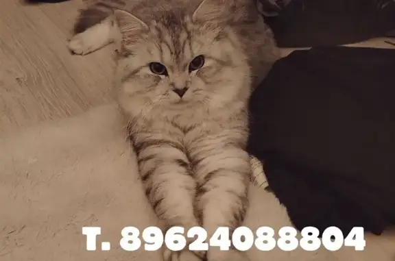 Пропала кошка, Горького, д. 50, Хабаровск — жёлто-зелёные глаза - photo