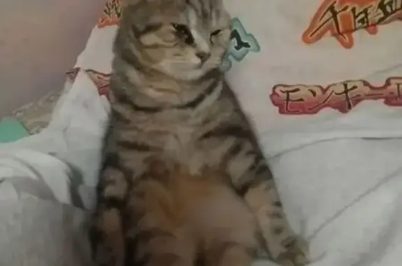 Кошки потеряшки, , фото: Потеряшка кошка, Село Михайловка, Сливовая, д. 2 — полосатый мальчик