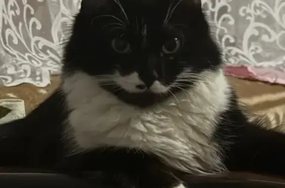 Пропала кошка, Калач, 1 Мая, д. 8, Калач — чёрно-белая с белой грудкой - photo