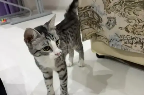 Кошки потеряшки, Элиста, фото: Потеряшка кошка, Элиста, 9, д. 2, Элиста — два пятнышка на носике