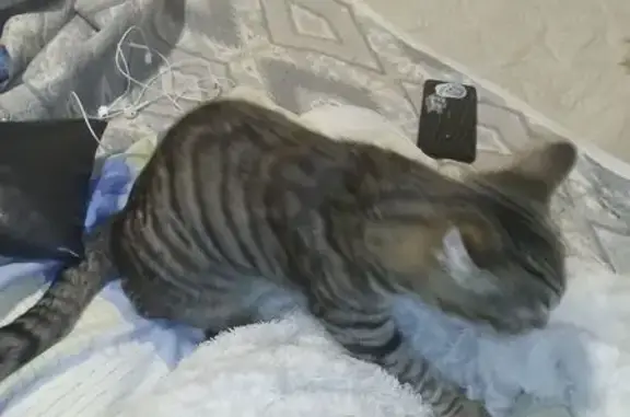 Найдена кошка, Тамбов, фото: Найдена кошка, Ново-липецкая, д. 46, Тамбов