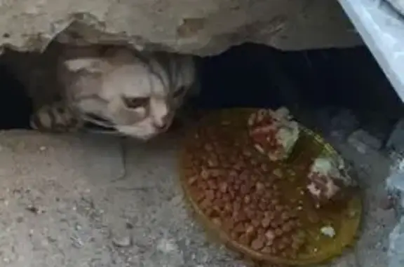Кошка ищет дом, Район Краснооктябрьский (г Волгоград), Депутатская, Волгоград — домашняя, янтарные глаза - photo