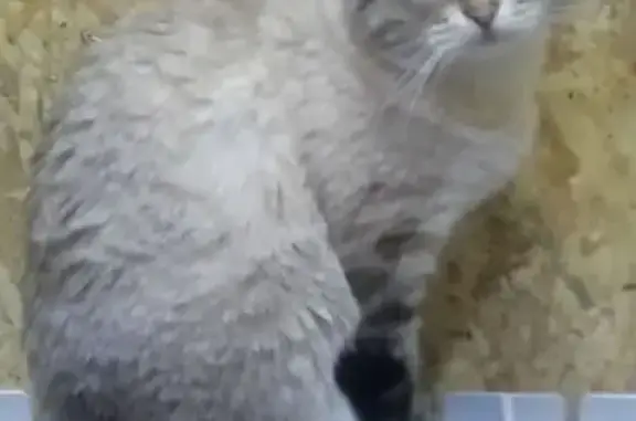 Кошки потеряшки, Владимир, фото: Потеряшка кошка, Владимир — 13 лет, домашняя, боится улицы