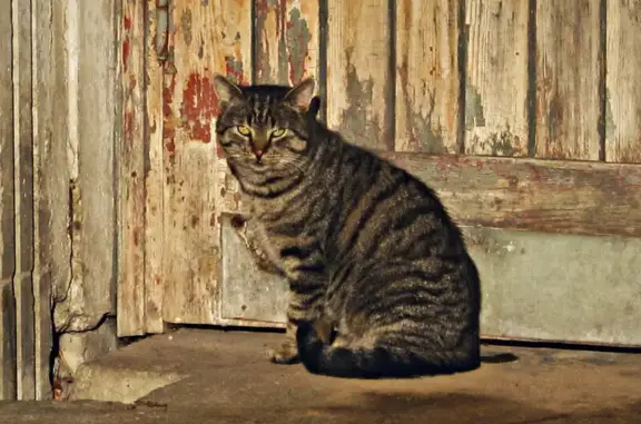 Найдена кошка, Санкт-Петербург, фото: Найдена кошка, Район Красногвардейский (г Санкт-Петербург), Энергетиков, д. 37, Санкт-Петербург — упитанный домашний кот