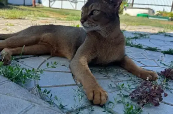 Пропала кошка, Поселок Марксовский — кот, ярко-рыжий и добрый - photo