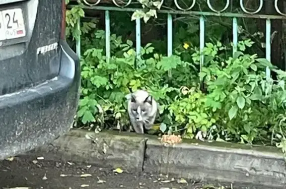 Найдена кошка, Красноярск, фото: Найдена кошка, Район Железнодорожный (г Красноярск), Копылова, д. 42, Красноярск — мяукает на зов