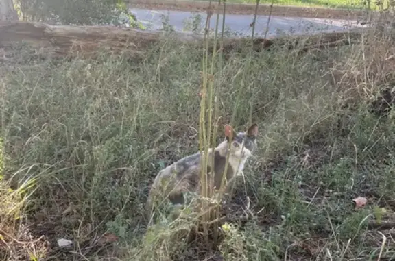 Найдена кошка, Волгоград, фото: Найдена кошка, Университетский, д. 15, Волгоград — породистый сфинкс браш