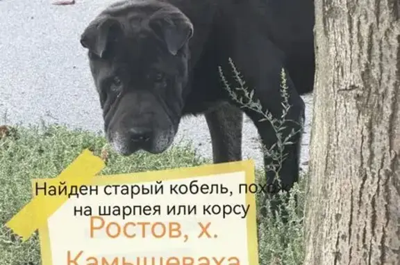 Найдена собака, Камышеваха, фото: Найдена собака, Хутор Камышеваха, Камышеваха — старая, плохо себя чувствует