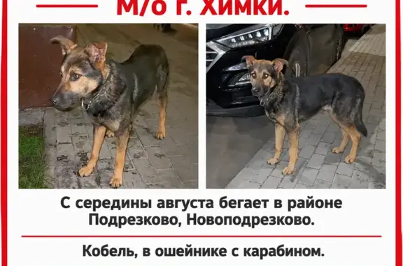 Найдена собака, Химки, фото: Найдена собака, кобель, Микрорайон Подрезково (г Химки), Тепличный, Химки — молодая, в ошейнике