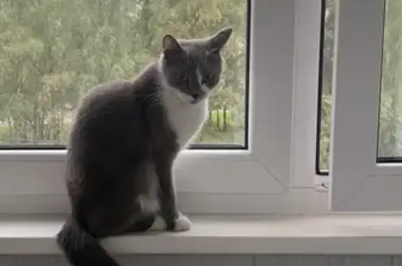 Кошки потеряшки, Ленинский городской округ, фото: Найдена кошка, Ленинский городской округ, Юго-Восточная хорда, Ленинский городской округ — приучена к лотку
