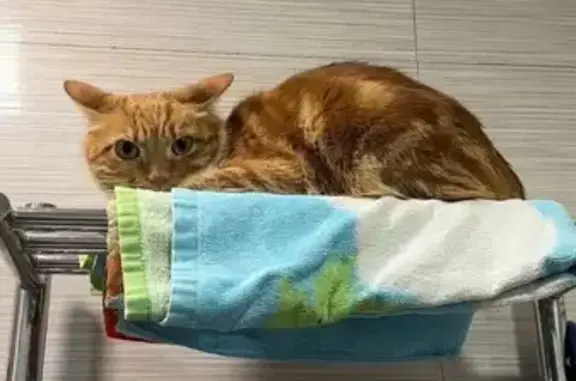 Кошки потеряшки, Кохма, фото: Потеряшка кошка, Красноармейская, Кохма — Кузя, очень пугливая