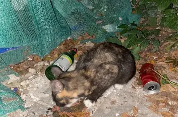 Найдена кошка, Ярославль, фото: Найдена кошка, Республиканская, Ярославль — маленькая, ухоженная и ласковая