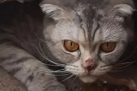 Найдена кошка, Волгоград, фото: Найдена кошка, Депутатская, Волгоград — вислоухая, с янтарными глазами
