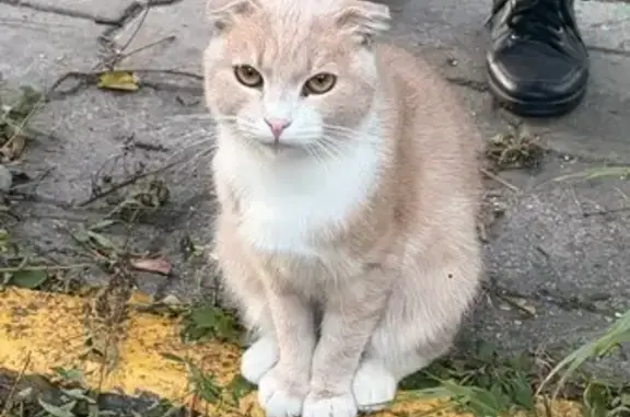 Найдена кошка, Тула, фото: Найдена кошка, Тула, Рязанская, Тула — хромает, британская или шотландская вислоухая