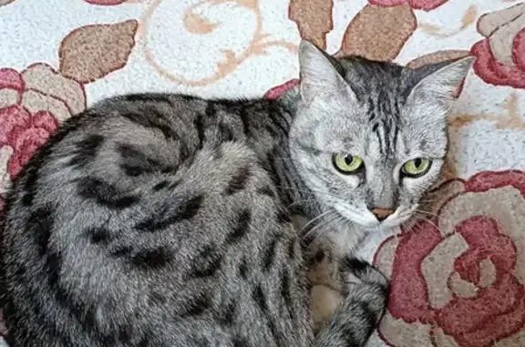 Пропала кошка, Кингисепп, Большой, д. 6 — большие желтовато-зелёные глаза - photo