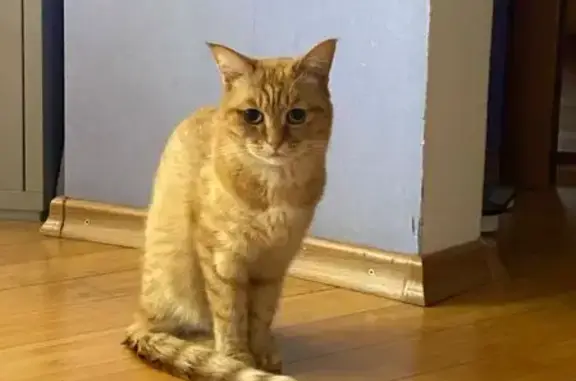 Пропала кошка, Тула, Танковый, д. 10, Тула — домашняя, людей побаивается - photo
