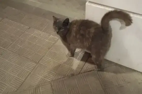 Найдена кошка, Смоленск, фото: Кошка ищет дом, Смоленск — серая с бежевыми вкрапинами, ласковая