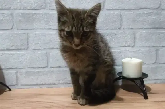 Найдена кошка, Уфа, фото: Найдена кошка, Степана Халтурина, Уфа — спокойный котёнок, приучается к лотку