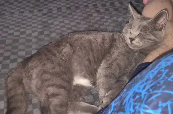 Пропала кошка, Азов — дымчатый котёнок 5 месяцев - photo