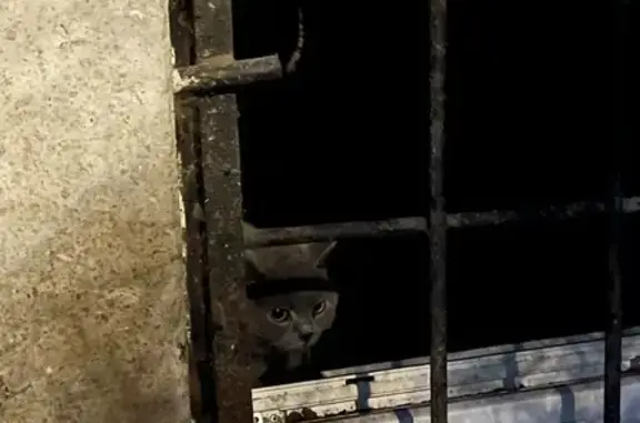 Найдена кошка, Санкт-Петербург, фото: Найдена кошка, Варшавская, д. 69, Санкт-Петербург — молодая, хромает