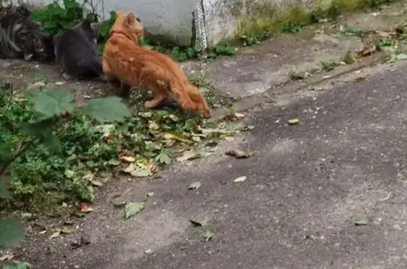 Найдена кошка, Благовещенск, фото: Найдена кошка, Ленина, д. 185, Благовещенск — рыжая в ошейнике