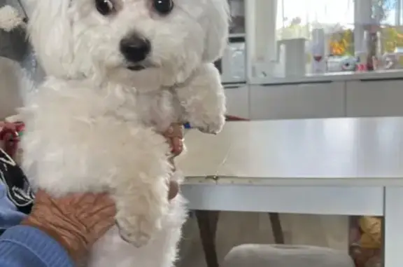 Найдена собака, Абакан, фото: Найдена собака, Центральная, Абакан — белая малышка бежала по дороге