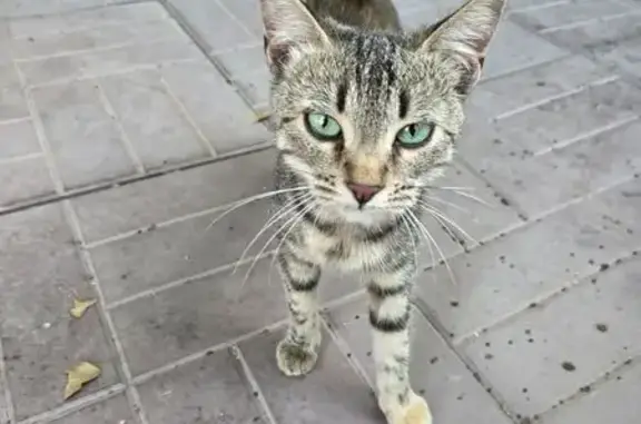 Найдена кошка, Астрахань, фото: Найдена кошка, Безжонова, Астрахань