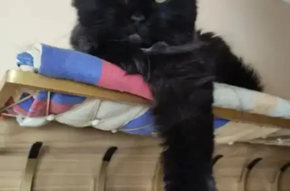 Кошки потеряшки, Уфа, фото: Потеряшка кошка, Уфа, Российская, д. 76/1, Уфа — 16 лет, белая манишка