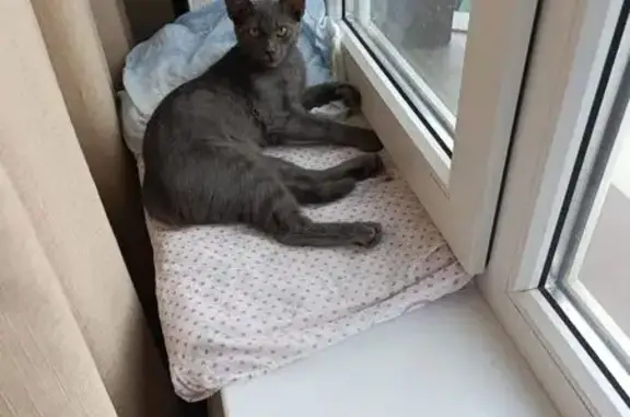 Пропала кошка, Садовое товарищество 1 (г. Краснодар), Грушевая, Краснодар — на спине выбрит квадрат 3×3 - photo