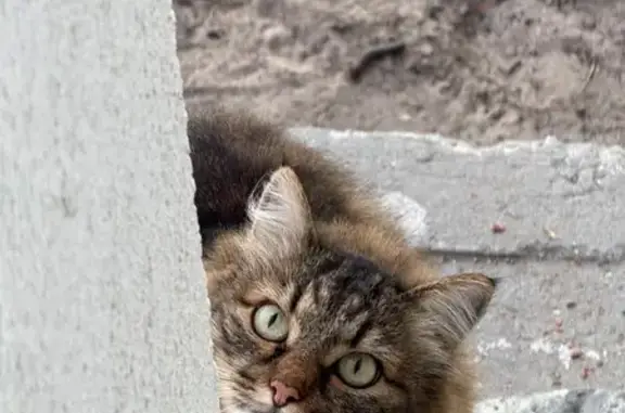 Кошки потеряшки, Тюмень, фото: Потеряшка кошка, Александра Курлаева, д. 10, Тюмень — побаивается людей