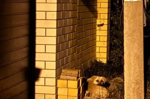 Найдена собака, Таврово, фото: Найдена собака, Микрорайон Таврово-4 (село Таврово), Прелестная, Таврово — белая с чёрной мордашкой
