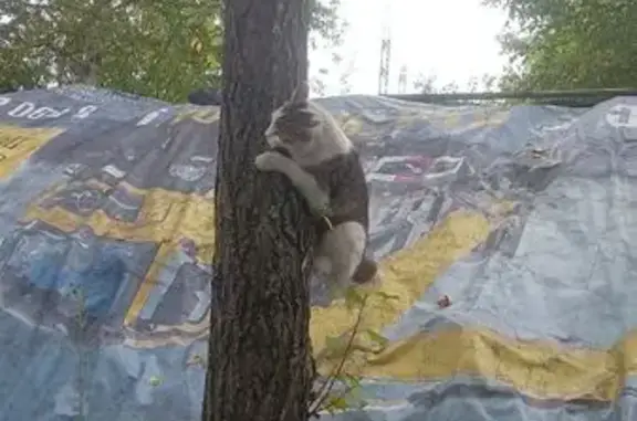 Пропала кошка, Полевая, д. 1, Калтан — бобтейл с хвостом-помпушкой - photo