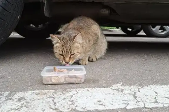 Найдена кошка, Москва, фото: Найдена кошка, Долгоруковская, д. 40, Москва — серо-кремовый окрас