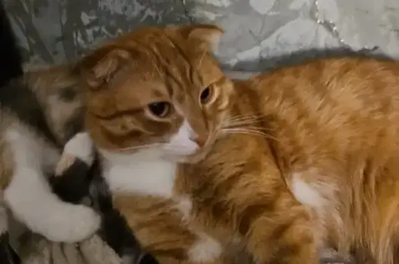 Пропала кошка, Район Красноармейский (г Волгоград), им. Бахтурова, д. 1, Волгоград — рыжая, вислоухая - photo