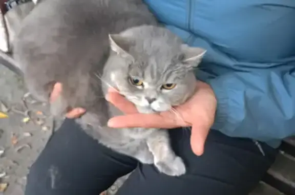Пропала кошка, Руставели, д. 28, Челябинск — девочка, найдена на Пограничной, 19 - photo