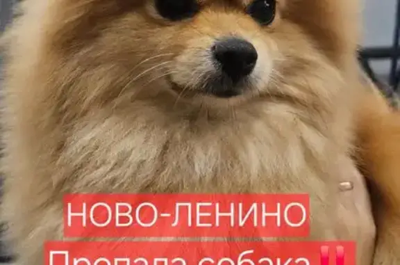 Пропала собака, Район Ленинский (г Иркутск), Рабоче-крестьянская, д. 64, Иркутск — подогнутые уши - photo